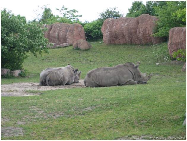 코뿔소 (Rhinoceros)