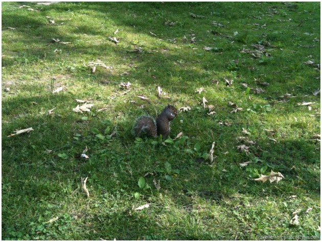다람쥐 (Squirrel)