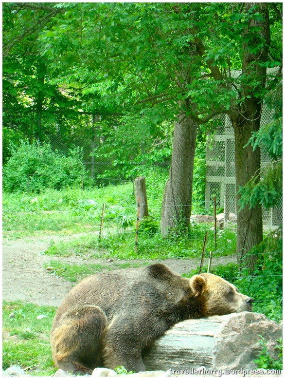 Bear - Toronto Zoo