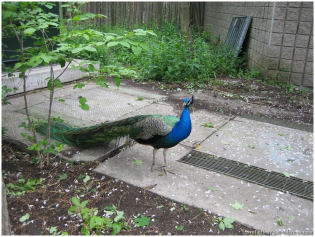 Peacock, Toronto Zoo