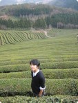 Boseong Green Tea Farm